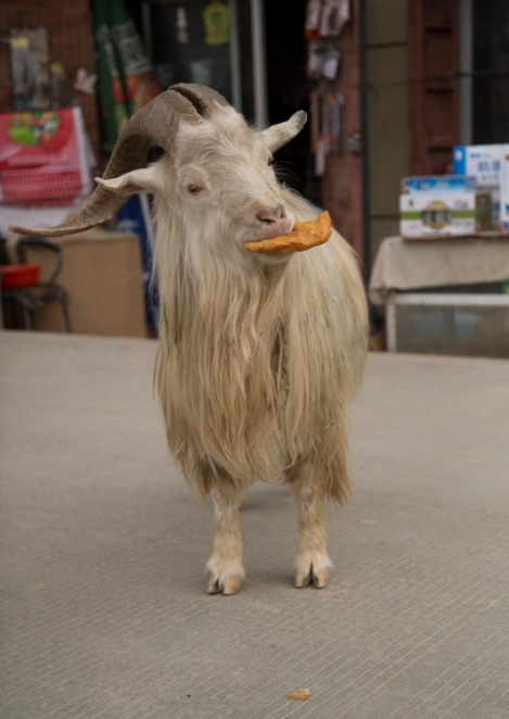 Hungry goat